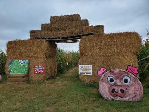 A hay bale archway leads into a corn maze, with signs and a painted pig face on the ground.