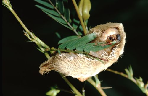 A fuzzy caterpillar resting on a green leaf, blending in with its surroundings on a branch.