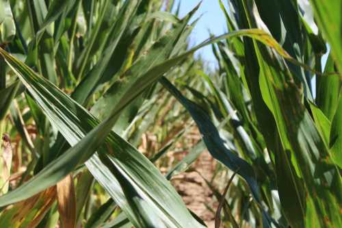 Close-up of green corn leaves in a field, with rows of corn plants stretching into the distance under a clear blue sky.