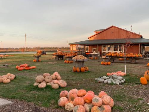A pumpkin patch with various pumpkins scattered around, a barn in the background, and a sunset sky.