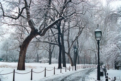 A snowy park scene with bare trees, lampposts, and a winding path covered in fresh snow.