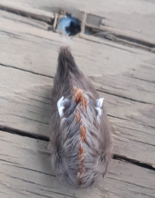 A small, furry creature with a brown and white pattern, near a hole in a wooden surface.