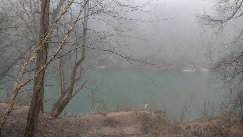 A foggy landscape featuring bare trees by a calm, greenish riverbank.