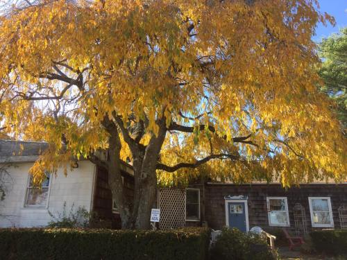 A large tree with vibrant yellow leaves stands in front of a rustic house on a sunny day.