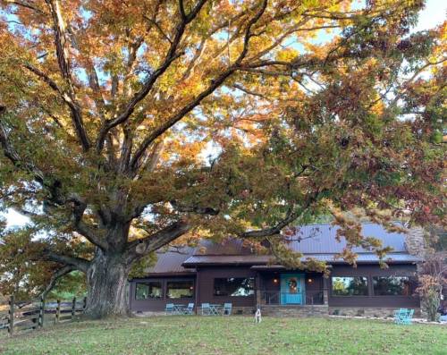 A large tree with autumn leaves stands in front of a rustic brown house with a blue door and a grassy yard.