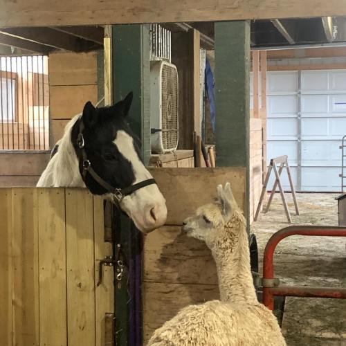 A black and white horse peeks over a stable door, while a white llama stands nearby in a barn setting.