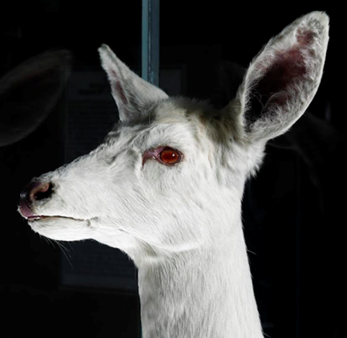 A close-up of a white deer head mounted against a dark background, showcasing its large ears and striking red eyes.