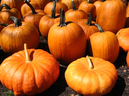 A cluster of bright orange pumpkins of various sizes arranged on the ground.