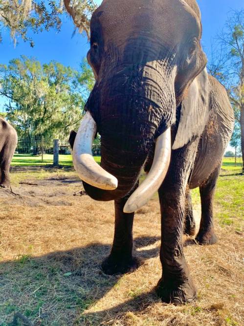 A close-up of an elephant with large tusks, standing in a grassy area under a clear blue sky.