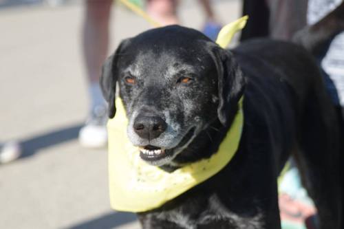 A black dog wearing a yellow bandana, smiling, with people in the background.