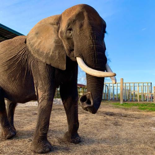 A large elephant stands on a sandy area, with a building and trees in the background under a clear blue sky.