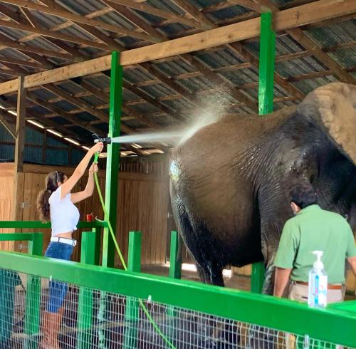 A person sprays water on an elephant's back in a barn, while another person observes nearby.