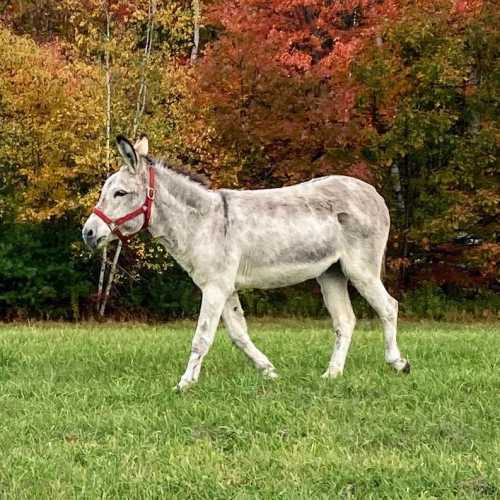 A gray donkey with a red halter stands in a grassy field, surrounded by vibrant autumn foliage.