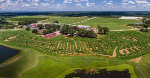 Aerial view of a large corn maze surrounded by fields, a pond, and farm buildings under a blue sky with clouds.