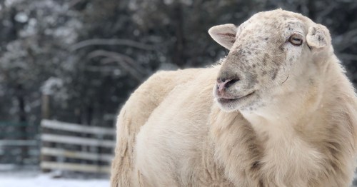 A close-up of a sheep standing in a snowy landscape, with a blurred wooden fence in the background.