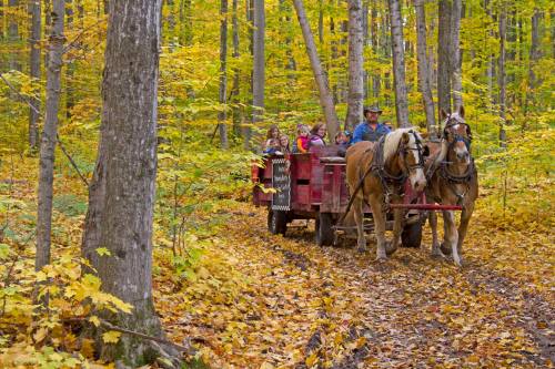 A horse-drawn wagon carries people through a colorful autumn forest with vibrant yellow and orange leaves.