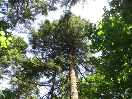 Looking up at a tall tree surrounded by green foliage against a bright sky.