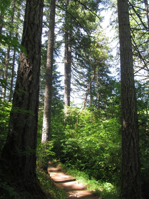 A winding path through a lush green forest, flanked by tall trees and dappled sunlight filtering through the leaves.