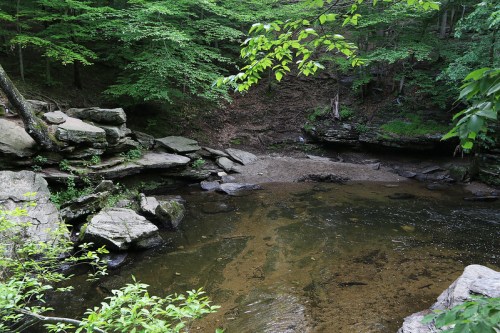 A serene forest scene featuring a calm stream surrounded by lush greenery and rocky banks.
