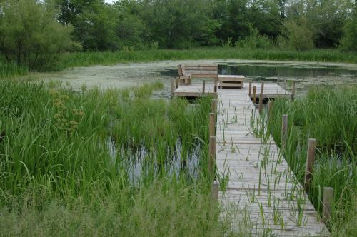 A wooden dock extends into a serene pond surrounded by lush green grass and trees.