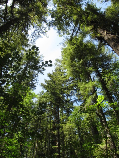 Looking up at tall trees with lush green foliage against a bright blue sky.