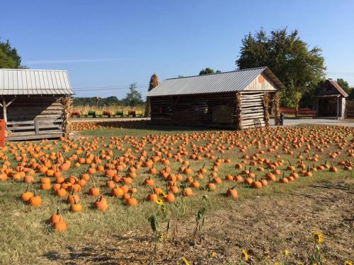 A field filled with orange pumpkins, with rustic wooden buildings in the background under a clear blue sky.