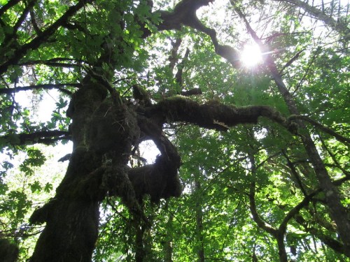 A sunbeam filters through lush green leaves, illuminating a twisted, moss-covered tree branch in a dense forest.