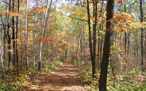 A serene forest path lined with trees displaying vibrant autumn foliage.