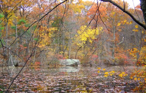 A serene pond surrounded by vibrant autumn foliage and trees, reflecting colorful leaves on the water's surface.