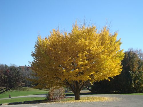 A vibrant yellow tree stands alone against a clear blue sky, surrounded by green grass and distant trees.