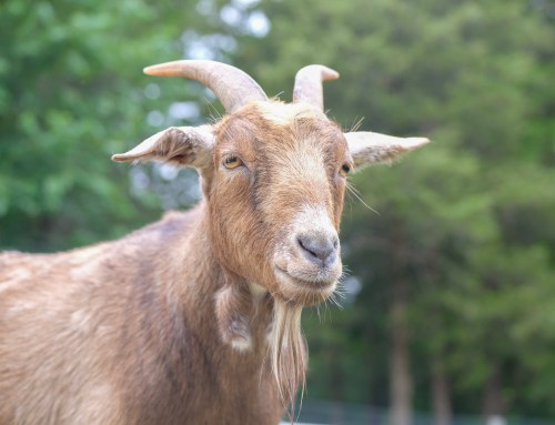 A close-up of a brown goat with curved horns and a beard, set against a blurred green background.