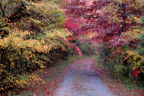 A winding gravel path surrounded by vibrant autumn foliage in shades of red, orange, and yellow.