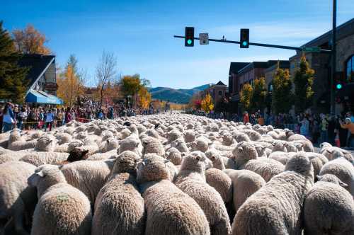 A large flock of sheep crossing a street, with a crowd of people watching and colorful autumn trees in the background.