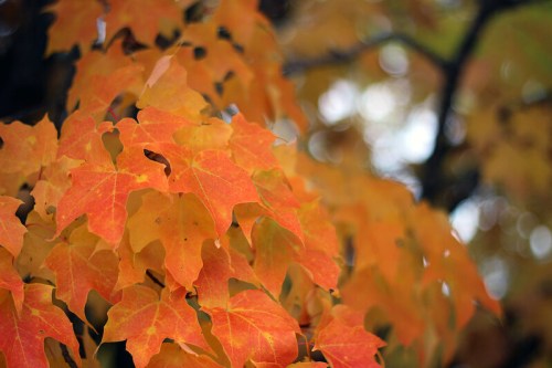 Close-up of vibrant orange maple leaves against a blurred background, showcasing autumn colors.