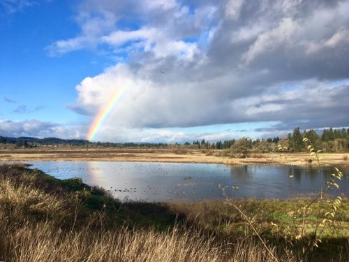 A serene landscape featuring a rainbow over a calm lake, surrounded by grassy fields and distant trees under a cloudy sky.