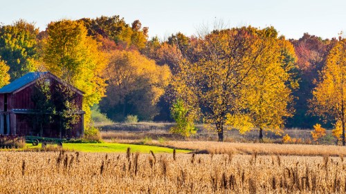 A rustic red barn surrounded by vibrant autumn trees and golden fields under a clear blue sky.