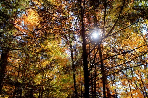 Sunlight filters through vibrant autumn leaves in a dense forest, creating a warm, colorful canopy.