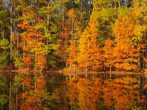 Vibrant autumn trees with orange and yellow leaves reflected in a calm lake.
