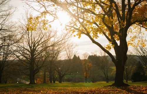 A sunlit park scene with trees shedding autumn leaves, creating a warm, golden atmosphere.