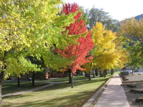 A vibrant park scene with trees displaying red, yellow, and green leaves under a clear sky.