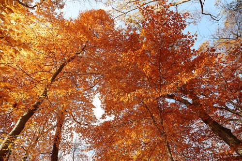 Vibrant autumn foliage with orange and yellow leaves against a clear blue sky, viewed from below the trees.