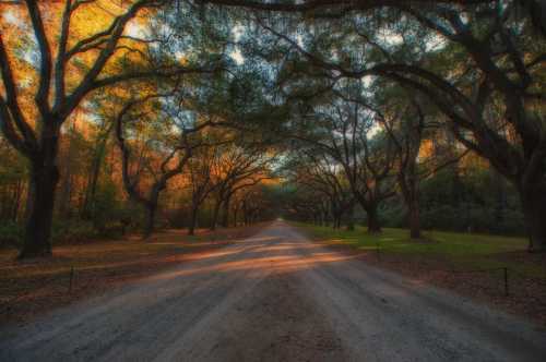 A serene dirt road lined with tall trees, their leaves glowing in autumn colors under a soft, golden light.