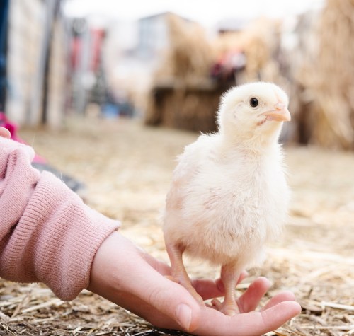 A person gently holds a small, fluffy chick in their hand, surrounded by straw and a farm setting.