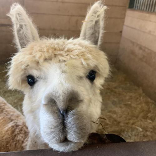 Close-up of a fluffy alpaca's face, with big eyes and soft fur, set against a background of straw in a barn.