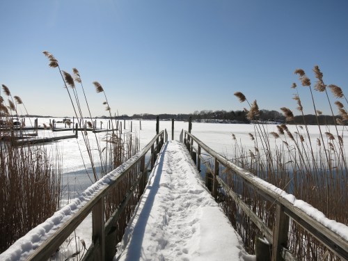A snowy wooden dock leads to a frozen lake, surrounded by tall grasses under a clear blue sky.