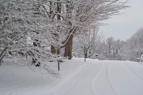 A snowy landscape with trees and a quiet road, blanketed in fresh snow under a gray sky.