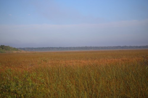 A serene landscape featuring tall grasses and a distant horizon under a clear blue sky.