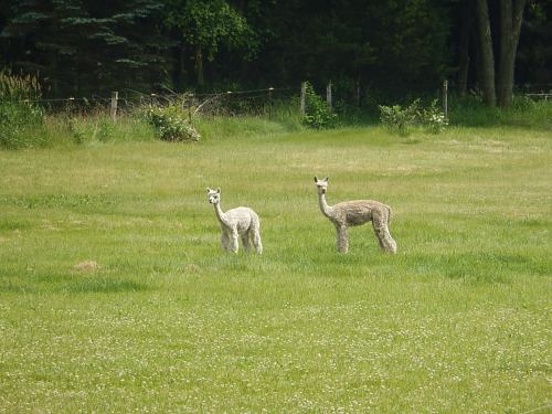 Two llamas standing in a grassy field, surrounded by trees and greenery.