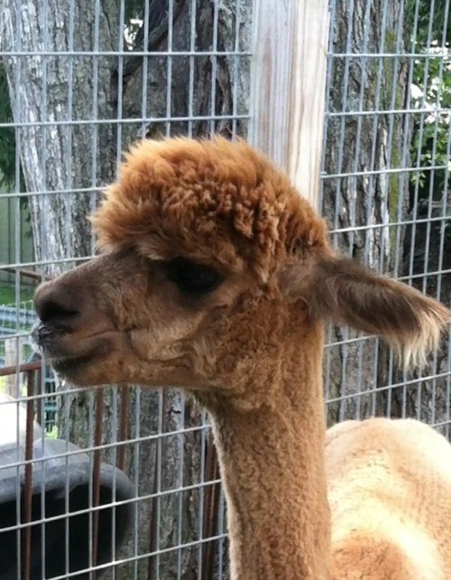 A close-up of a light brown alpaca with a fluffy, textured coat, standing behind a wire fence.