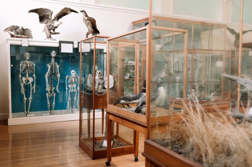 A museum display featuring taxidermy animals and skeletons in glass cases, with wooden furniture and natural elements.